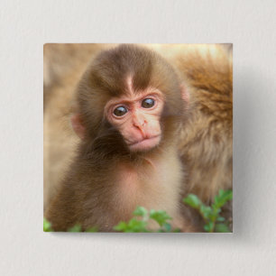 Bóton Quadrado 5.08cm Retrato do Bebê Macaco da Neve
