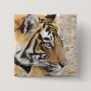 Bóton Quadrado 5.08cm Retrato do Tigre-de-bengala-real, Ranthambhor