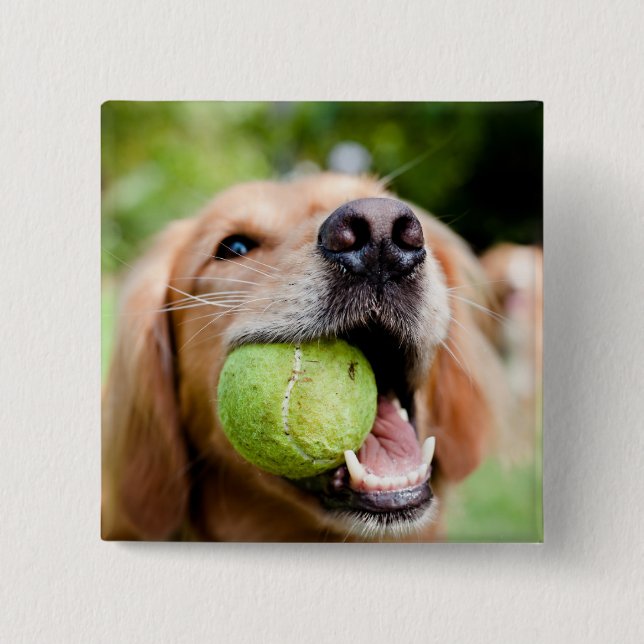 Bóton Quadrado 5.08cm Retriever de ouro com esfera de Tênis (Frente)