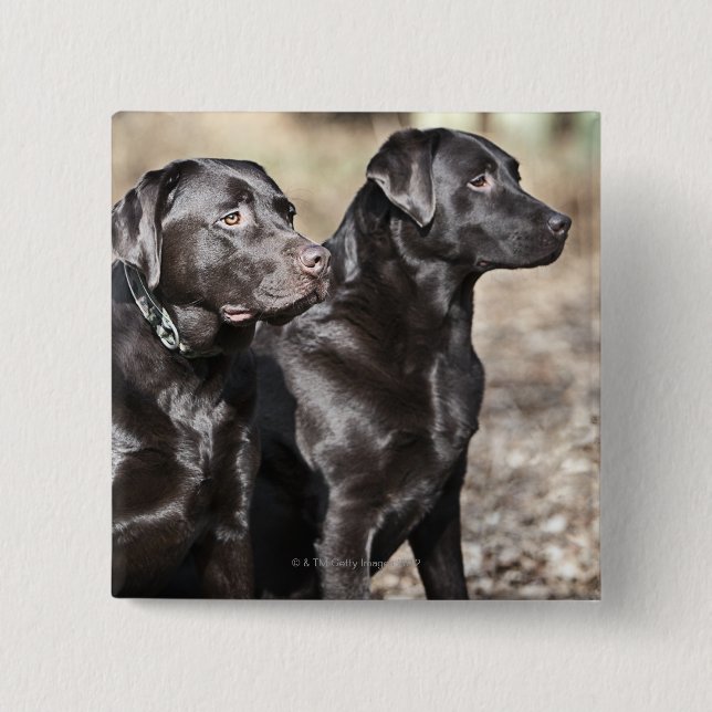 Bóton Quadrado 5.08cm Retrievers de Labrador pretos (Frente)