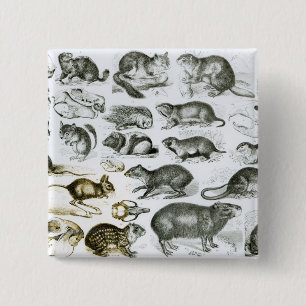 Bóton Quadrado 5.08cm Rodentia-Roedores ou animais de roedura