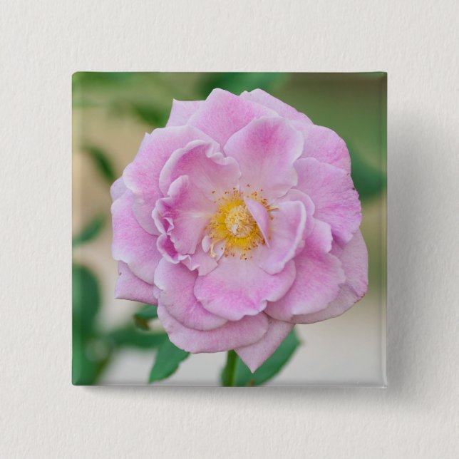Bóton Quadrado 5.08cm Rosa Briar (Frente)