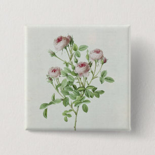 Bóton Quadrado 5.08cm Rosa Pomponia, 'dos rosas de Les