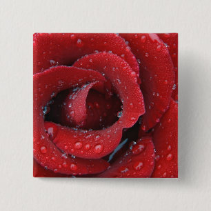Bóton Quadrado 5.08cm Rosa vermelha coberta de orvalho decorando túmulo