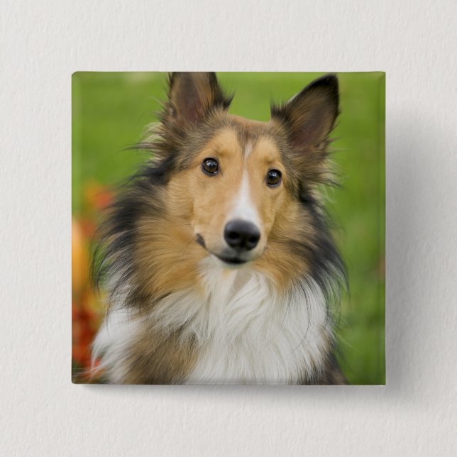 Bóton Quadrado 5.08cm Rough Collie, cão (Frente)