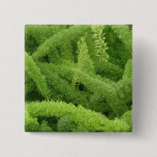 Bóton Quadrado 5.08cm Samambaia rabo-de-raposa, Asparagus densiflorus my