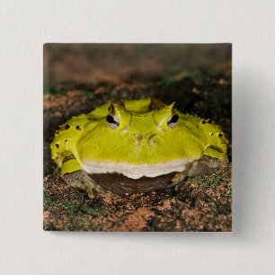 Bóton Quadrado 5.08cm Sapo-de-chifre-brasileiro, Ceratophrys cornuta, 2