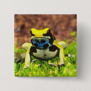 Bóton Quadrado 5.08cm Sapo Venenoso Tingente, Dendrobates tinctorius,