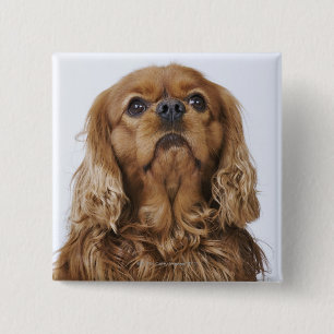 Bóton Quadrado 5.08cm Spaniel de rei Charles descuidado que olha acima