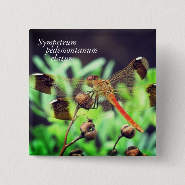Bóton Quadrado 5.08cm Sympetrum pedemtanum elatum (Frente)