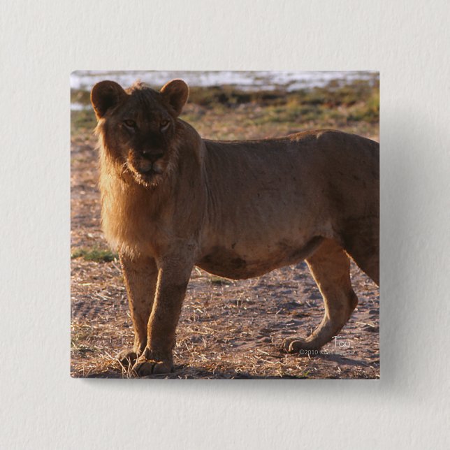 Bóton Quadrado 5.08cm Tau, Leão, Foto (Frente)
