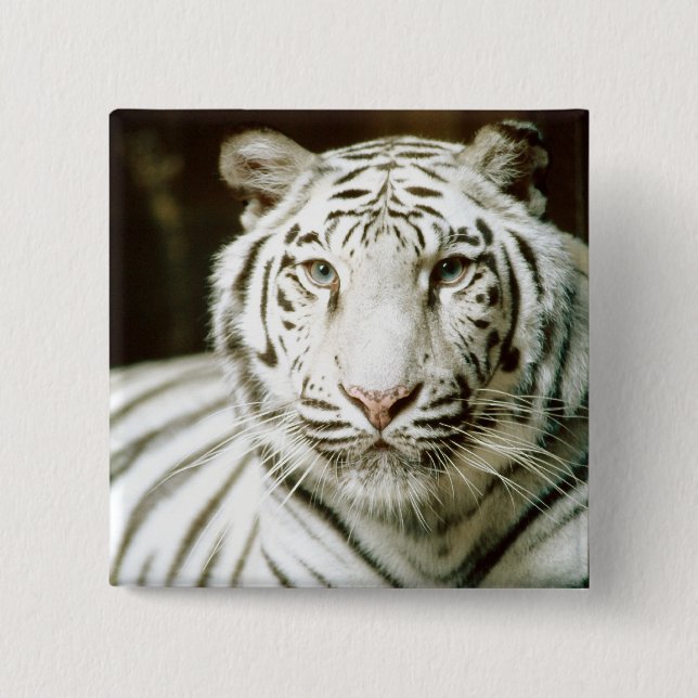 Bóton Quadrado 5.08cm Tigre branco (Frente)