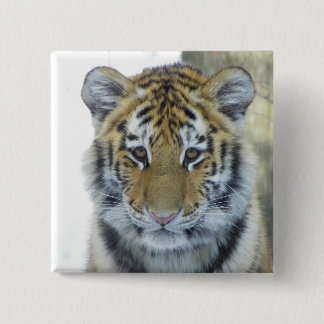 Bóton Quadrado 5.08cm Tigre Cub no fim da neve acima do retrato
