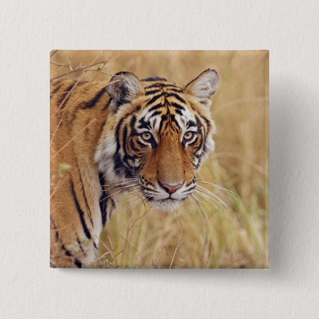 Bóton Quadrado 5.08cm Tigre-de-bengala-real (Frente)
