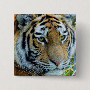 Bóton Quadrado 5.08cm Tigre Siberian, botão do tigre de Amur