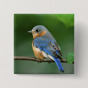 Bóton Quadrado 5.08cm Toutinegra-azul-fêmea, Sialia sialis
