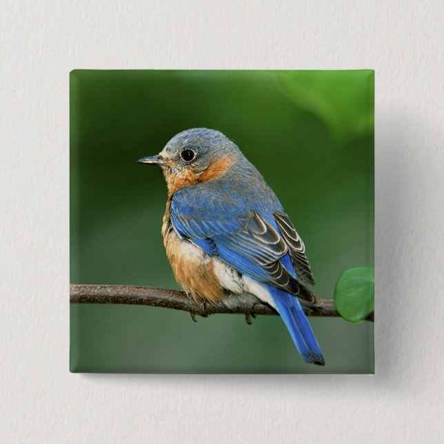 Bóton Quadrado 5.08cm Toutinegra-azul-fêmea, Sialia sialis (Frente)
