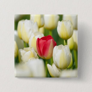 Bóton Quadrado 5.08cm Tulipa vermelha em um campo das tulipas brancas