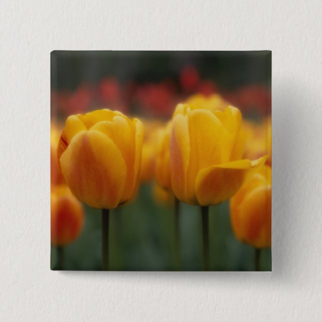 Bóton Quadrado 5.08cm Tulipas 2 (Frente)