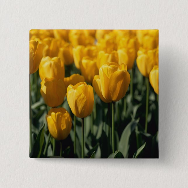 Bóton Quadrado 5.08cm Tulipas 3 (Frente)