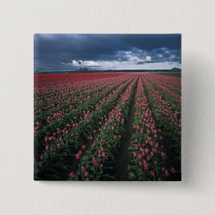 Bóton Quadrado 5.08cm Tulipas rosa brilhante e vermelho brilham sob o es
