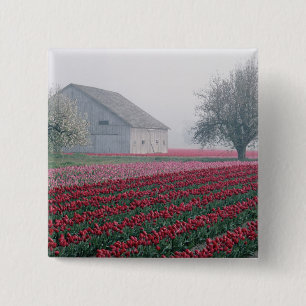 Bóton Quadrado 5.08cm Tulipas vermelhas e rosadas cumprimentam o dia em