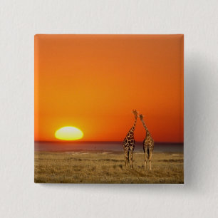 Bóton Quadrado 5.08cm Um casal de girafas caminha para o pôr do sol, em