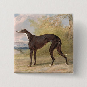 Bóton Quadrado 5.08cm Um dos galgos de vencimento do Fox da pista de