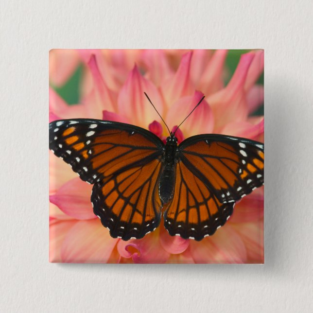 Bóton Quadrado 5.08cm Um Mimético da Borboleta Monarca (Frente)