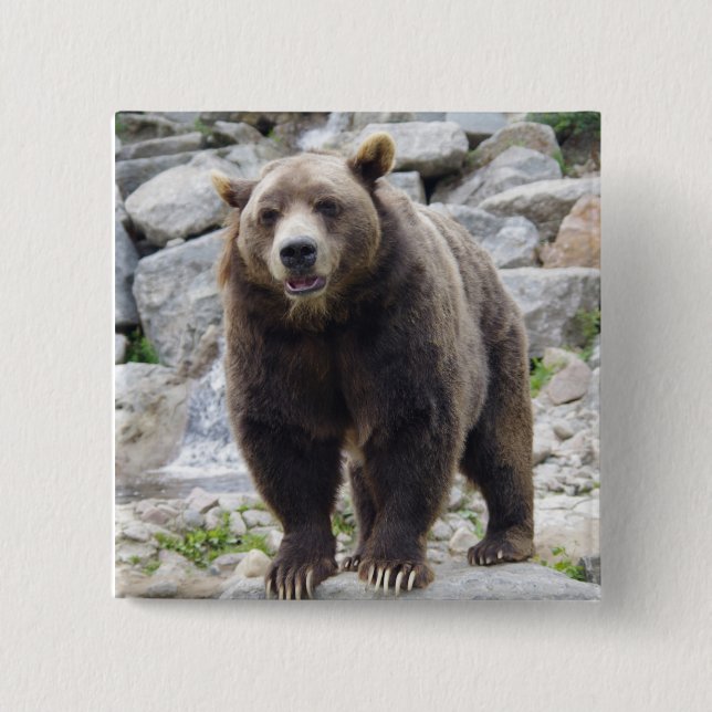Bóton Quadrado 5.08cm Urso Kodiak (Frente)