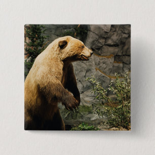 Bóton Quadrado 5.08cm Urso Ordenado