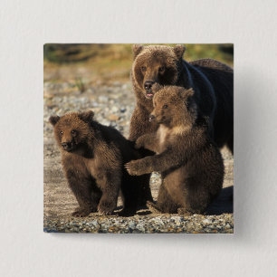 Bóton Quadrado 5.08cm Urso pardo, urso cinzento, porca com filhotes na c
