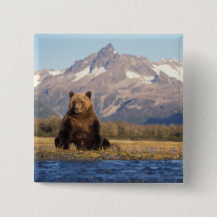 Bóton Quadrado 5.08cm urso pardo, Ursus arctos, urso cinzento, Ursus