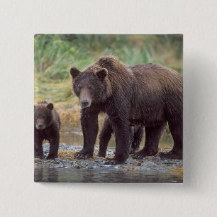 Bóton Quadrado 5.08cm urso pardo, Ursus arctos, urso cinzento, Ursus 3