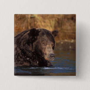 Bóton Quadrado 5.08cm urso pardo, Ursus arctos, urso cinzento, Ursus 5
