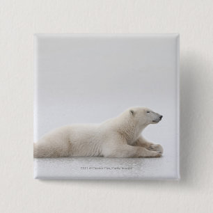 Bóton Quadrado 5.08cm Urso polar que coloca em um lago do gelo