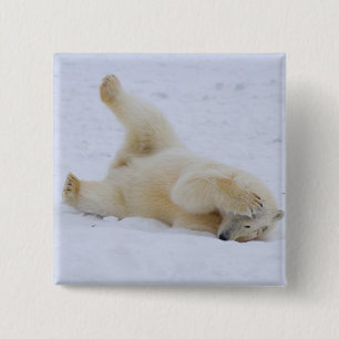 Bóton Quadrado 5.08cm urso polar, Ursus maritimus, filhote rolando