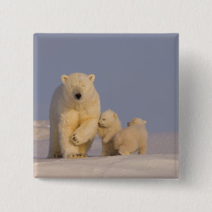 Bóton Quadrado 5.08cm urso polar, Ursus maritimus, porca com filhotes re