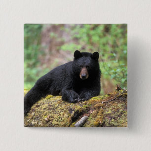 Bóton Quadrado 5.08cm Urso preto em um tronco de crescimento antigo na