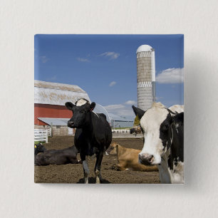 Bóton Quadrado 5.08cm Vacas na frente de um celeiro vermelho e silo em u