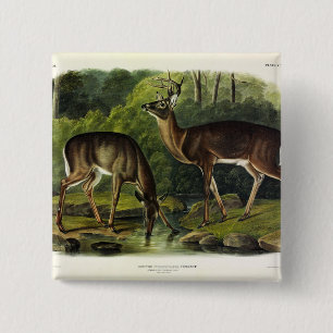 Bóton Quadrado 5.08cm Veado comum (branco) - Quadrupedes de Audubon
