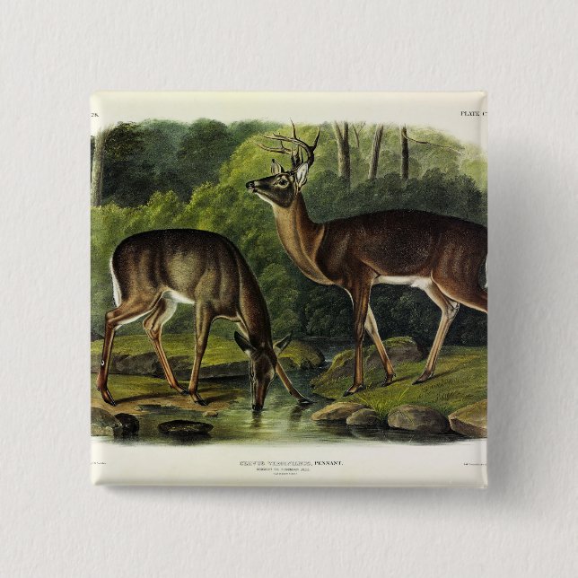 Bóton Quadrado 5.08cm Veado comum (branco) - Quadrupedes de Audubon (Frente)