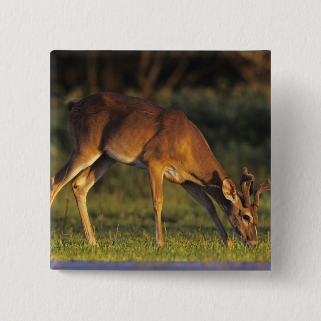 Bóton Quadrado 5.08cm Veado-mateiro, Odocoileus virginianus (Frente)