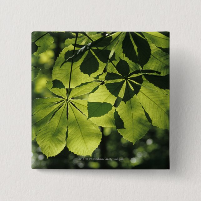 Bóton Quadrado 5.08cm Verde sete folhas do ponto com iluminação de Sun (Frente)