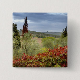Bóton Quadrado 5.08cm Vineyard próximo de Montalcino, Toscana, Itália