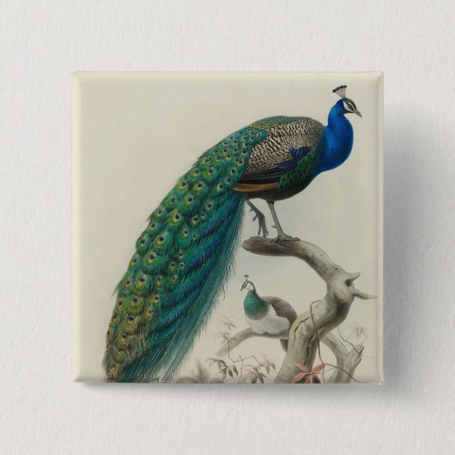 Bóton Quadrado 5.08cm Vintage Peacock (Frente)