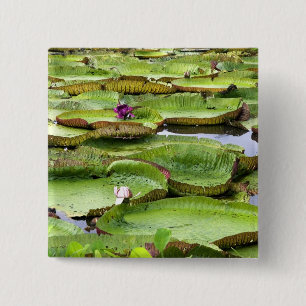 Bóton Quadrado 5.08cm Vitória Regis, lírios gigantes da Amazônia
