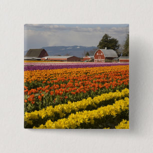 Bóton Quadrado 5.08cm WA, Vale de Skagit, Campos de tulipas em flor, em