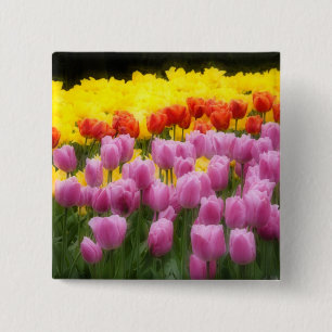 Bóton Quadrado 5.08cm WA, Vale do Skagit, Jardim de Tulipas Roozengaarde