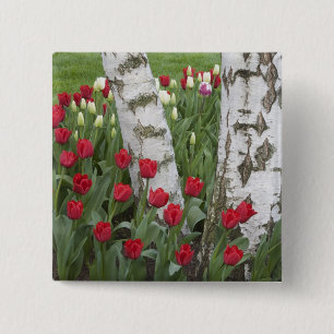 Bóton Quadrado 5.08cm WA, Vale do Skagit, Jardim de Tulipas Roozengaarde